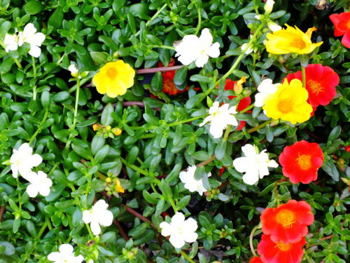 close up of colorful flowers nature background.jpg