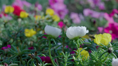 Close up of one honey bee flying around honeysuckle flowers bee collecting nectar pollen on spring s.jpg
