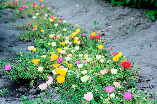 This is carpet of flowers and it's my mom's work.jpg