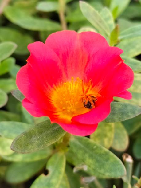 Beautiful Purslane Red Flower Closeup.jpg