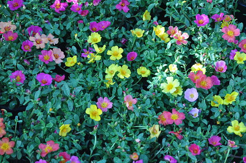 Colorful meadow of flowers taken from above..jpg