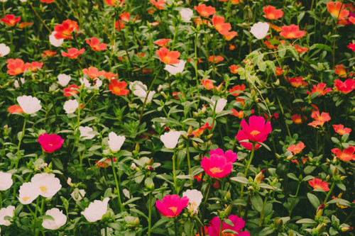 Beautiful portulaca grandiflora with vintage image style, Top view on pink,red,white,yellow and oran.jpg