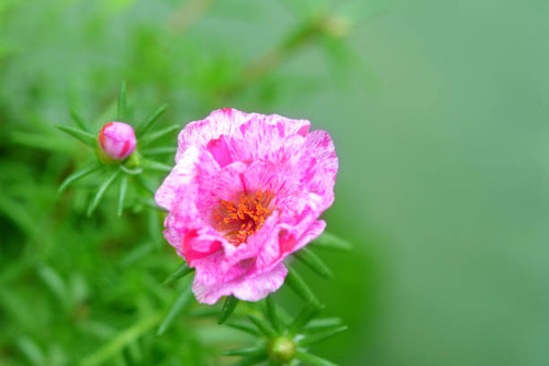 portulaca grandiflora flower in the summber garden.jpg