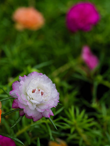 A close-up shot of a beautiful white and magenta double-petaled portulaca flower against a soft gree.jpg