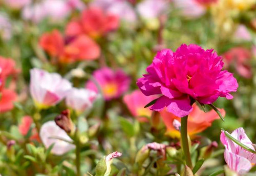Bright pink flower in a tropical flower bed.jpg