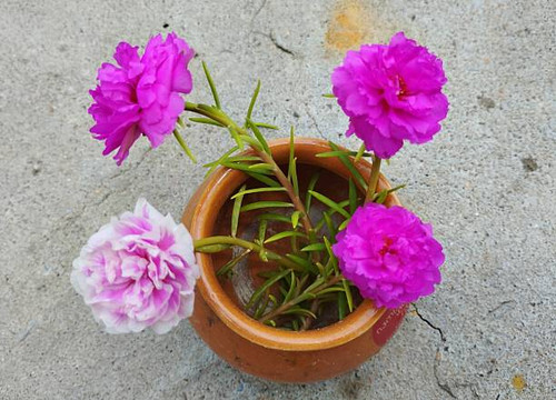 This image captures a top-down view of vibrant moss rose (Portulaca grandiflora) flowers arranged in.jpg