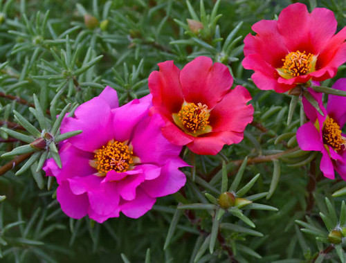 Portulaca flowers on green background. Colorful flowers. Fragile petals..jpg