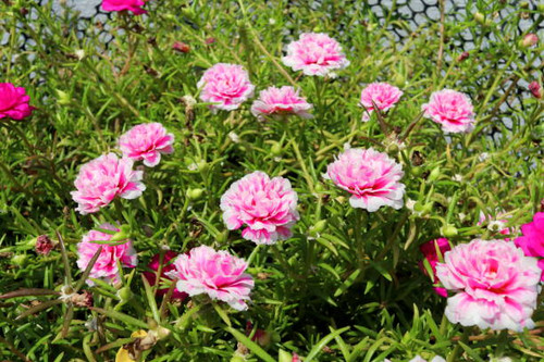 Brush of Rose mose and pink flowers. Another name is Purslane,.jpg