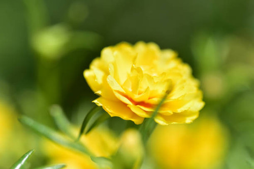 Close up flowers on blur background in nature..jpg