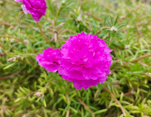 This image showcases a vivid pink Portulaca flower (commonly known as moss rose) in full bloom, stan.jpg
