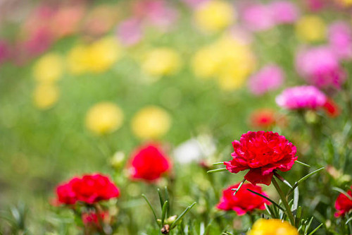Colorful Common Purslane in garden.jpg
