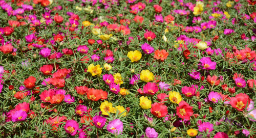 Colorful flowerbed of hogweed or Portulaca also known as moss roses..jpg