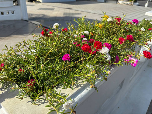 Colorful Flowers in an Outdoor Planter.jpg