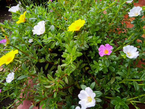 colorful flower.jpg