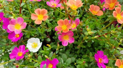 Colorful flowers in the garden in spring. Home gardening..jpg