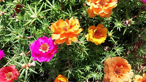 Colorful flowers.jpg