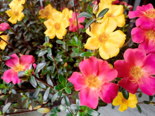 Colorful flowers of hogweed or Portulaca also known as moss rose..jpg