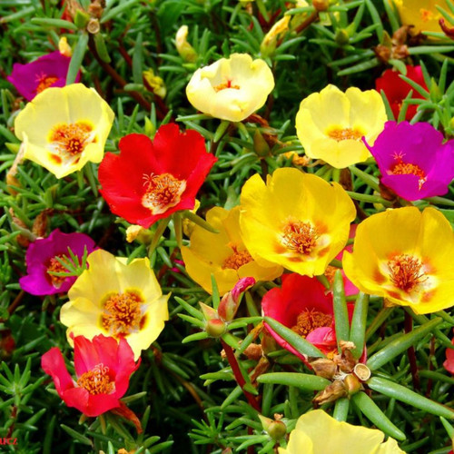 52 Leaffyco Portulaca Mixed Seeds 1 jpg.jpg
