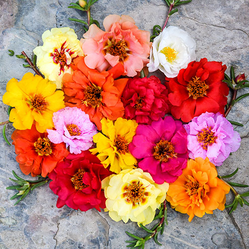 51 Portulaca Moss Rose Double Flowered Mix LSS DSC 5323 jpg.jpg