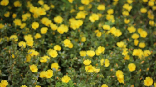 Common Purslane Flower, Or other name is Verdolaga, Pigweed, Little Hogweed or Pusley.jpg