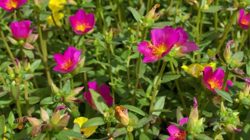 Bees flying and pollinating flowers in the garden.jpg