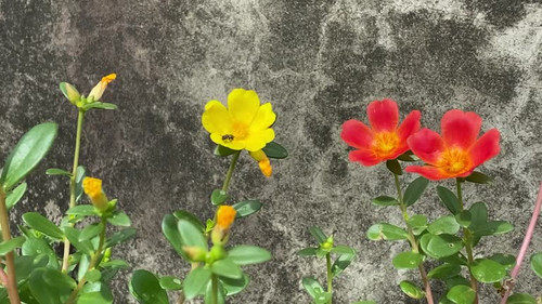 Bee on Portulaca umbraticola flower.jpg