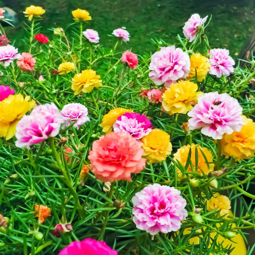 54 Portulaca Flower Seeds Double Mix 500 Mg Packet 4500 Seeds Color Mix Annual Flower Gardening P gr.jpg