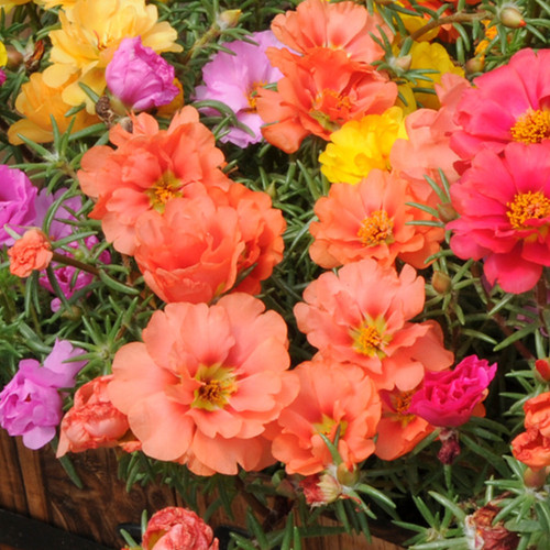 53 Purslan Large Flowered Heirloom Seeds 2 72523 1651892581 jpg.jpg