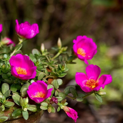 56 Leaffyco Portulaca Mixed Seeds 4 jpg.jpg
