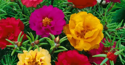 56 PORTULACA GRANDIFLORA DOUBLE MIX 1200x630 proportionalsmallest.webp