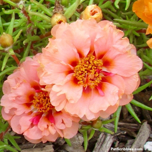 57 peach double flowered portulaca jpg.jpg