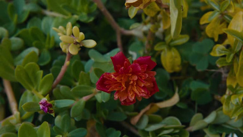 Cinematic image of a red flower in a plant pot.jpg