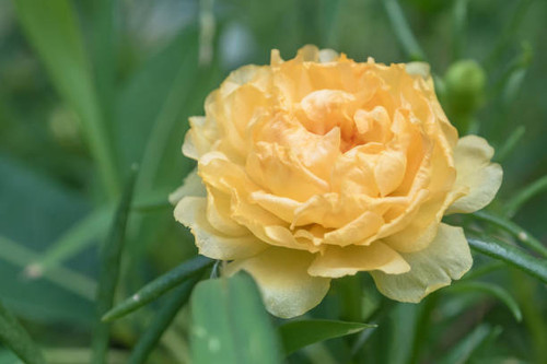 Close up and selective focus of yellow Little Hogweed.jpg