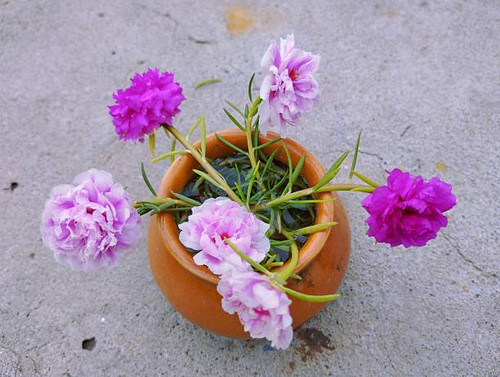 This charming image features a traditional clay pot filled with water, beautifully adorned with bloo.jpg