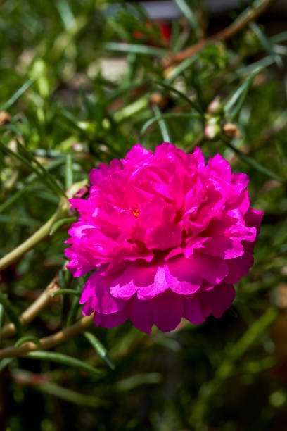 Closeup of a blooming pink purslane flower.jpg