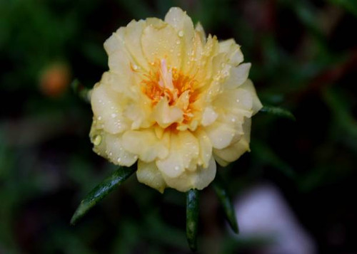close-up - macro - view of a beautiful yellow color small moss rose - Portulaca - flower.jpg