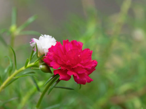 Closeup Common Purslane Flowers with Green Leaves Isolated on Nature Background, Selective Focus.jpg
