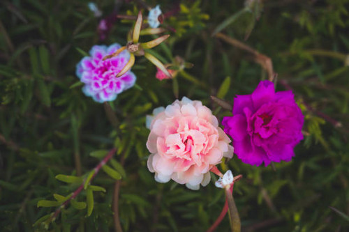Close up and soft focus of pink Rosemoss flower.jpg