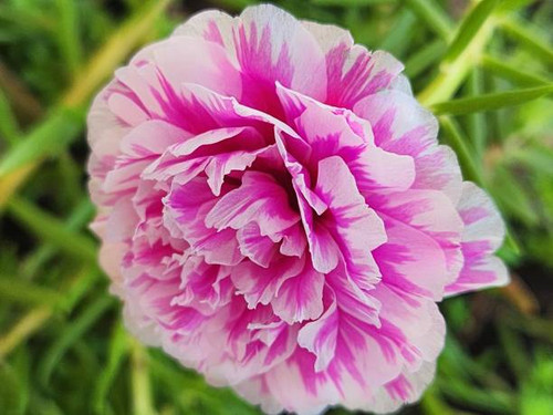 The image captures a close-up of a double pink flower of Portulaca grandiflora, revealing its overla.jpg