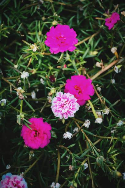 Colorful of the pink flowers in the garden.jpg