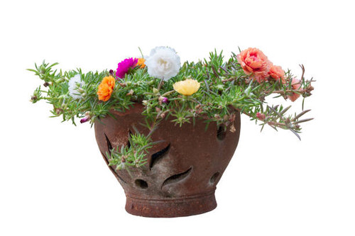 Colorful Portulaca flowers in brown pot isolated on white background included clipping path..jpg