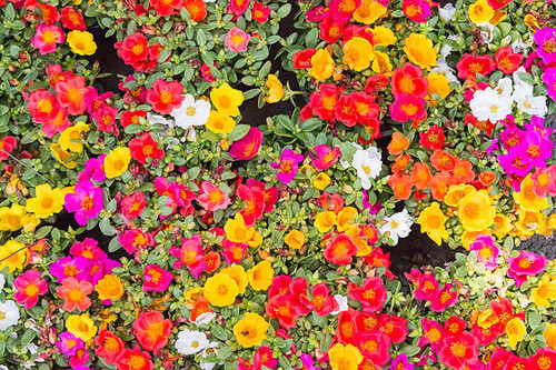 colorful of Common Purslane.jpg