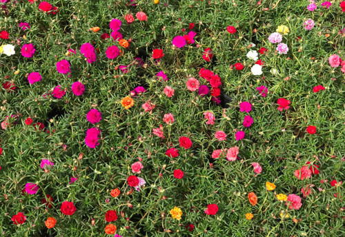 Top view of colorful garden of Portulaca grandiflora (Verdolaga, Pigweed, Little Hogweed,Pusley, Mos.jpg