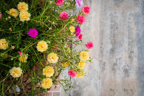 Colorful of portulaca oleracea with copy space..jpg