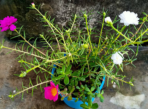 Colorful Portulaca flowers in full bloom with pink and white petals, surrounded by lush green foliag.jpg