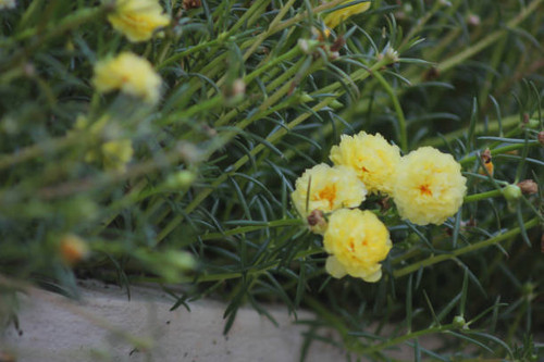 Close up photo of Common Purslane flower.jpg