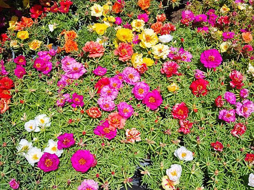 Multicolored Portulaca flowers blooming densely under the sun in a vibrant summer garden.jpg