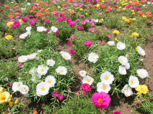 The stem spreads like crawling and continues to bloom while branching. It grows well not only in flo.jpg