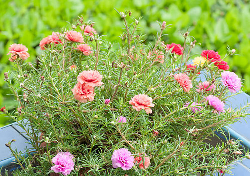 colorful portulaca flowers in the garden.jpg