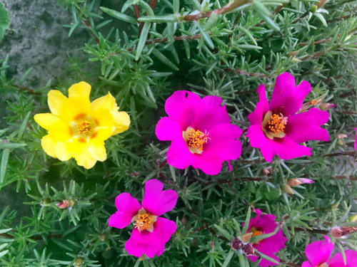 the Delicate flower bloom in the garden.jpg